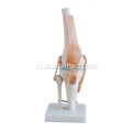 Life-Size Knee Joint